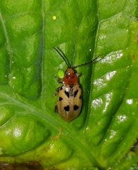 Systena nigroplagiata