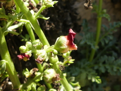 Scrophularia lucida
