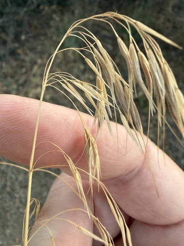 Cheatgrass