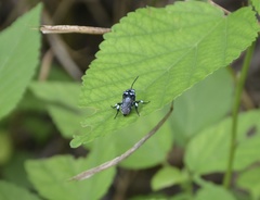 Thyreus novaehollandiae