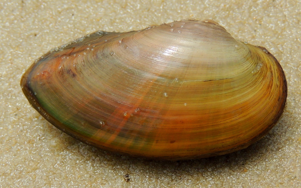 Swollen River-mussel, photo 1 of 9