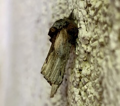 Oedemasia concinna