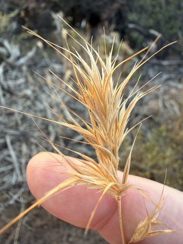 Red Brome