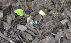 Thyreus novaehollandiae