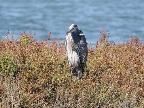 Great Blue Heron