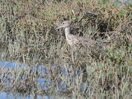 Willet