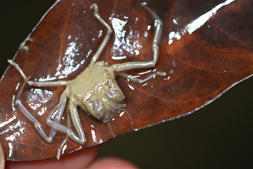 Leaf-porter crab
