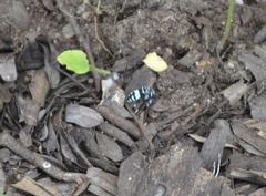 Thyreus novaehollandiae