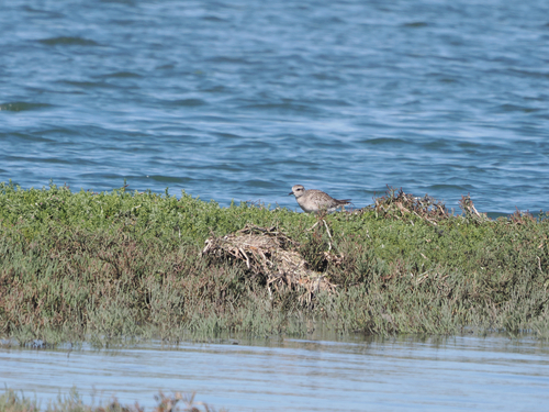 Black-bellied Plover