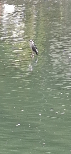 Black-crowned Night Heron
