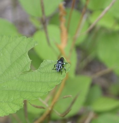 Thyreus novaehollandiae