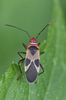 Dysdercus mimus - Photo (c) djhiker, some rights reserved (CC BY-NC), uploaded by djhiker
