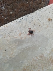 Hyalomma