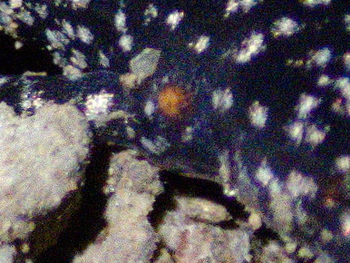 Hannemania dunni