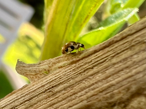 Twenty-spotted Lady Beetle