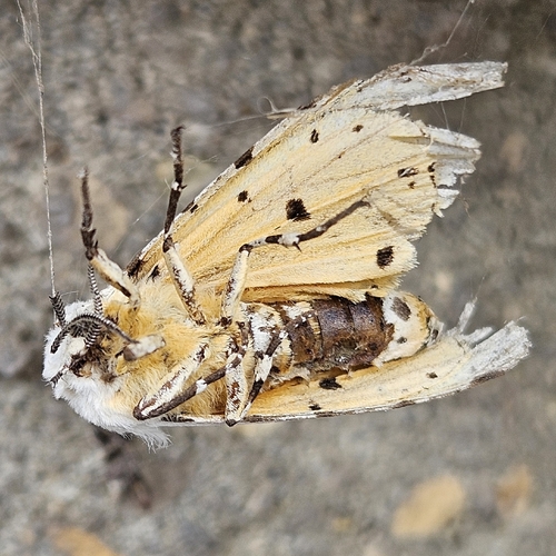 Salt Marsh Moth