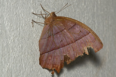 Taygetis rufomarginata