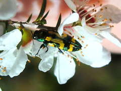 Castiarina flavopicta