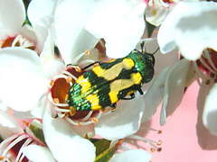 Castiarina flavopicta