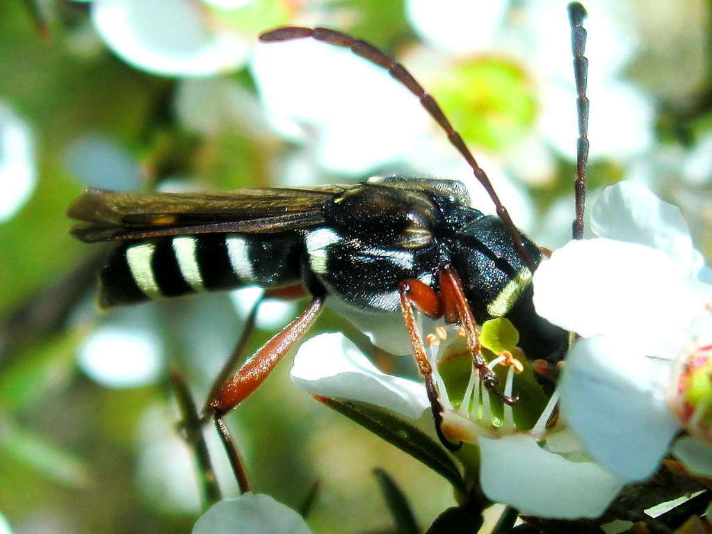 Hesthesis assimilis