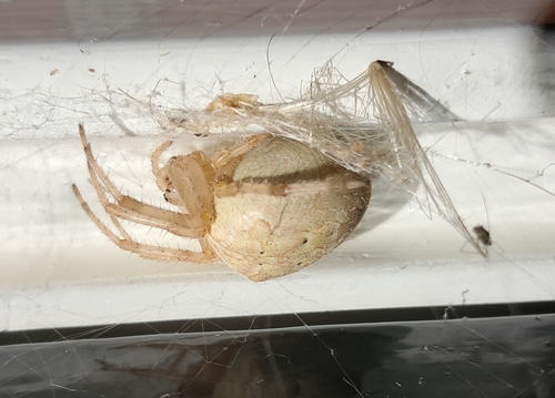 Cross Orbweaver