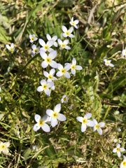 Houstonia caerulea