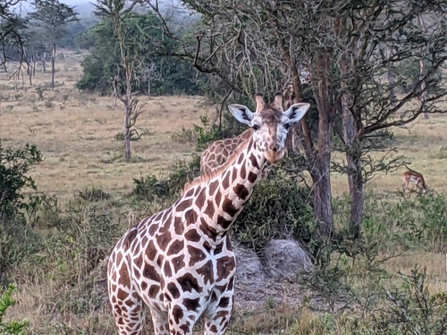 Northern Giraffe
