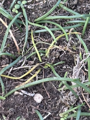 Isoetes histrix, 2026-09-30
