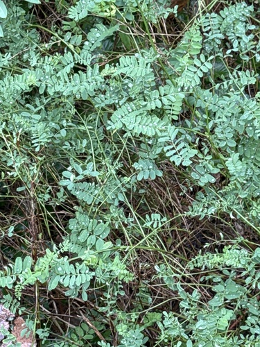 purple crownvetch