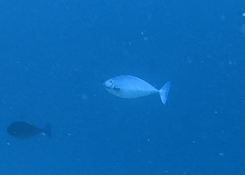 Naso hexacanthus observed 2026-09-17