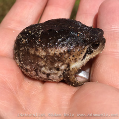 Breviceps rosei rosei