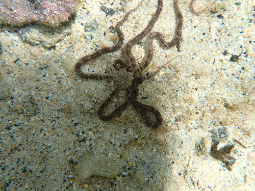 Ophionereis porrecta observed 2026-09-29