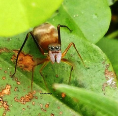 Amyciaea albomaculata
