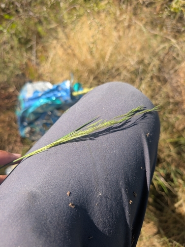 blown grass