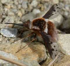 Bombylius pygmaeus