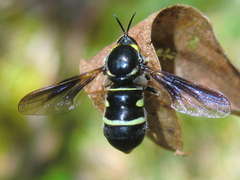 Leucopsina burnsi