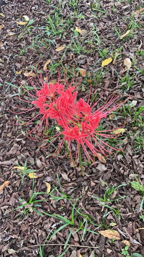 red spider lily