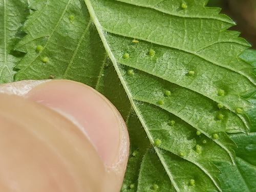 Elm Leaf Gall Mite