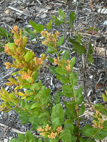 Lyonia ferruginea, 2026-09-30