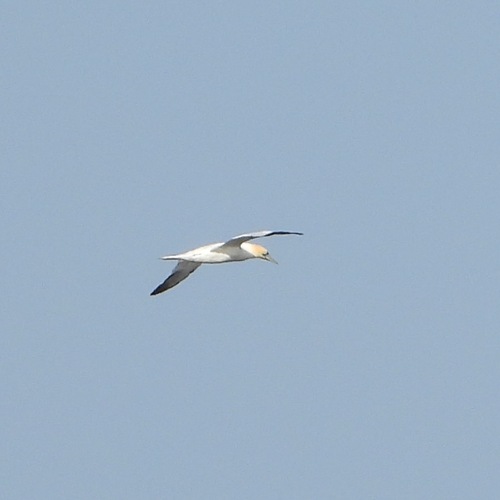 Northern Gannet