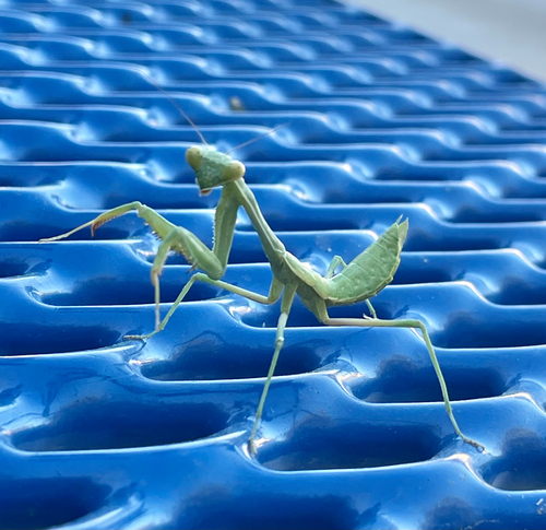 Arizona Mantis