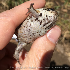 Breviceps rosei rosei