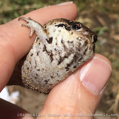 Breviceps rosei rosei