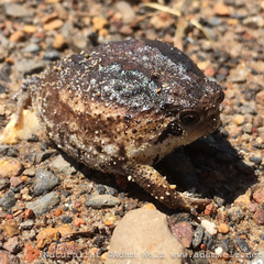 Breviceps rosei rosei