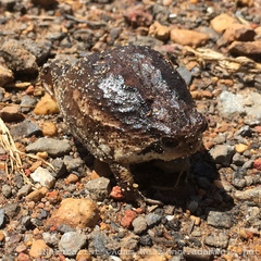 Breviceps rosei rosei