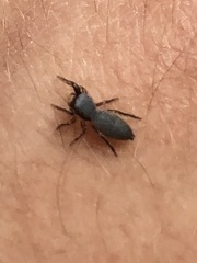 Tutelina