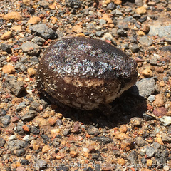 Breviceps rosei rosei