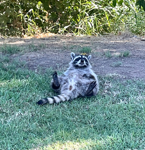 Common Raccoon