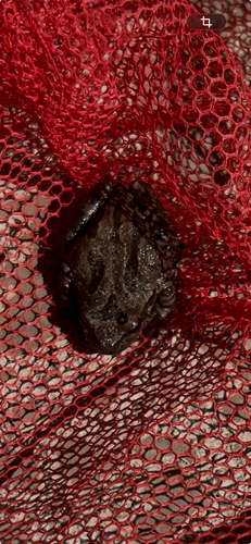 Pacific chorus frog