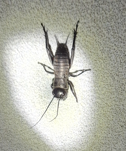 European Field Cricket